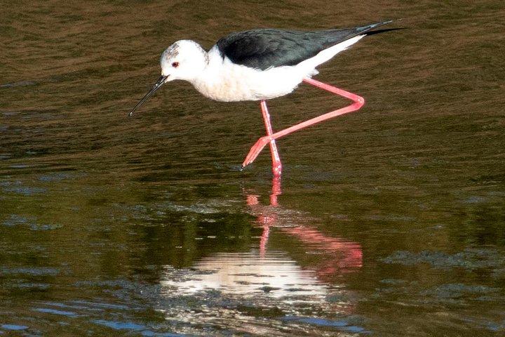 Lisbon: Birdwatching Boat Tour - Tagus Estuary