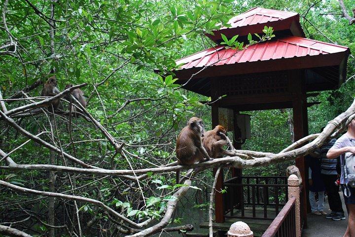 ランカウイ ユネスコ キリム ジオパーク マングローブ & コウモリ洞窟ツアー