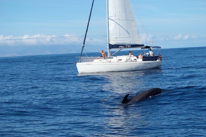 Excursion privée en yacht avec baleine et dauphin observant 33 pieds bateau