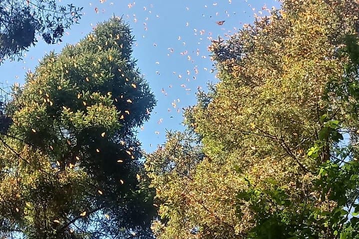 7 Day-Monarch Butterfly Ecofriendly Tour in Mexico