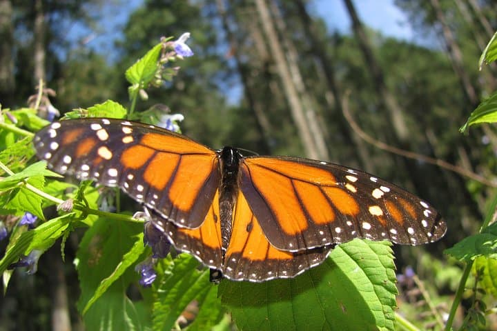 7 Day-Monarch Butterfly Ecofriendly Tour in Mexico