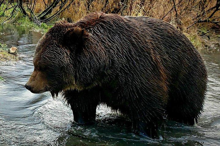 Été - Wilderness, Wildlife, Glacier Experience from Anchorage