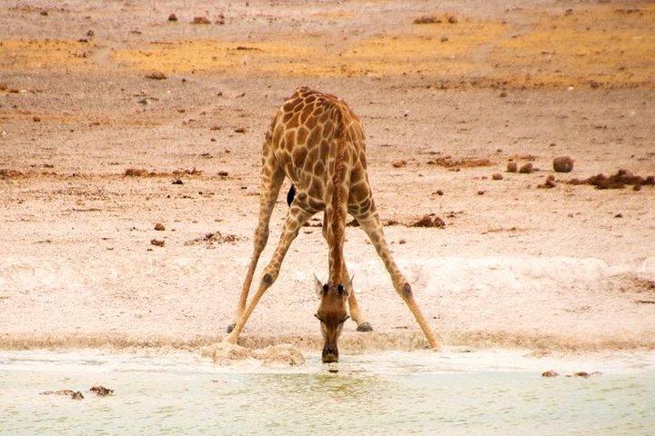 3 - Tagesausflug mit Etosha Express ab Windhoek