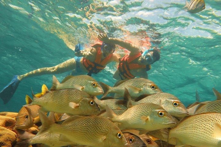 カンクンとリビエラマヤからのウミガメシュノーケリング