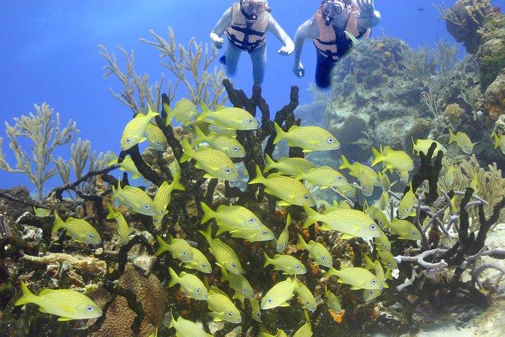カンクンとリビエラマヤからのウミガメシュノーケリング