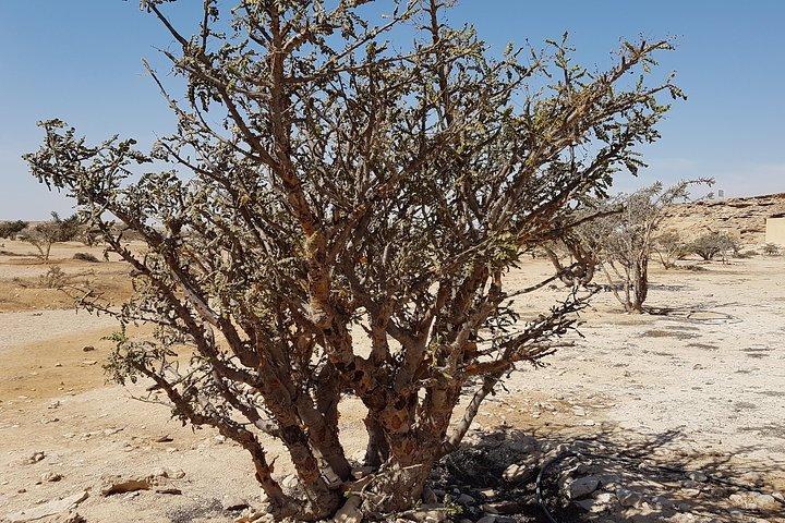 Patrimoni dell'umanità dell'UNESCO, Terra dell'incenso (موقع اليونسكو)