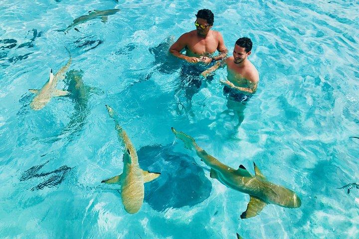 Halvdags snorkling i Moorea