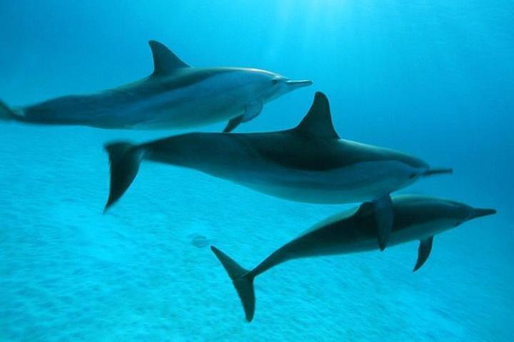 Delfintur fra El Gouna
