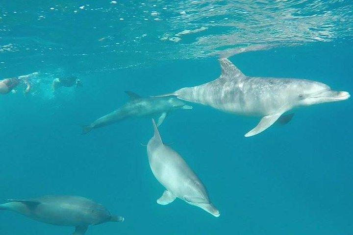 Delfintur fra El Gouna