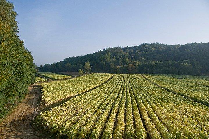 Roma - Cata privada de vinos Castelli Romani