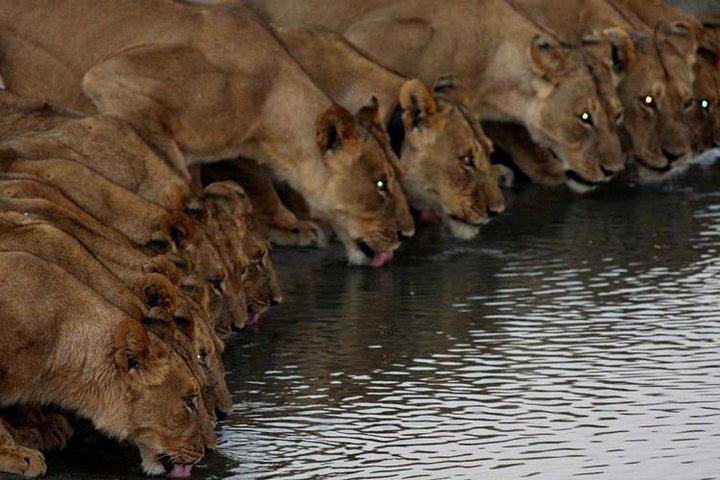 Intera giornata Hwange Day Trip