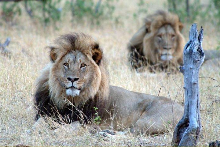 5日間ビクトリア滝とワンゲ国立公園収容ツアーサファリ