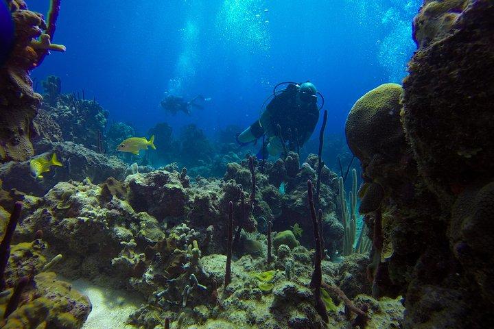 Full-Day Catalina Island Scuba Diving Tour fra La Romana