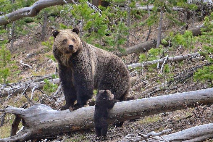 LiBEARty Brown Bear Sanctuary och The Real Dracula Tour