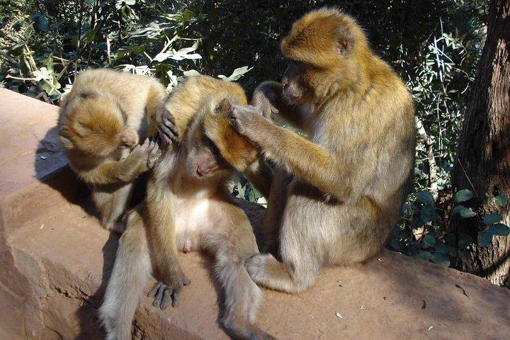 マラケシュ発ウォーターフォールズウーズー日帰り旅行