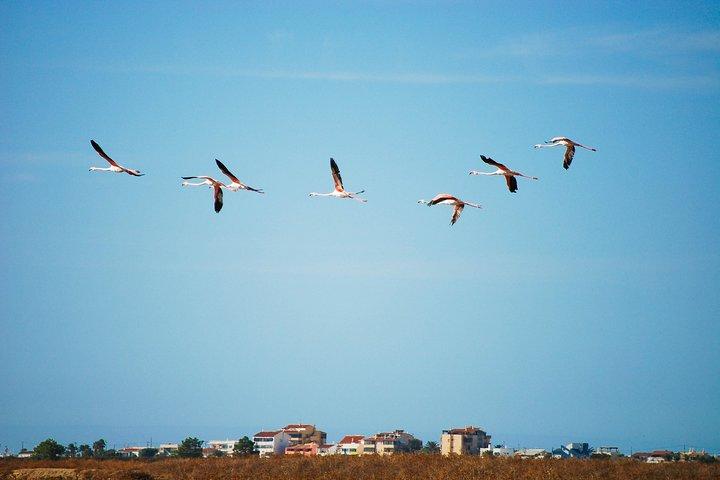 Naturpark Ria Formosa Vogelbeobachtungs-Segway-Tour ab Faro