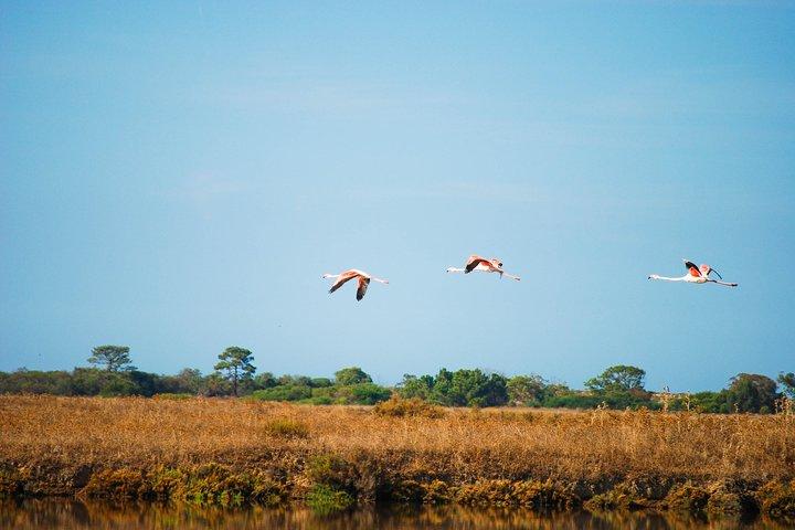 Naturpark Ria Formosa Vogelbeobachtungs-Segway-Tour ab Faro
