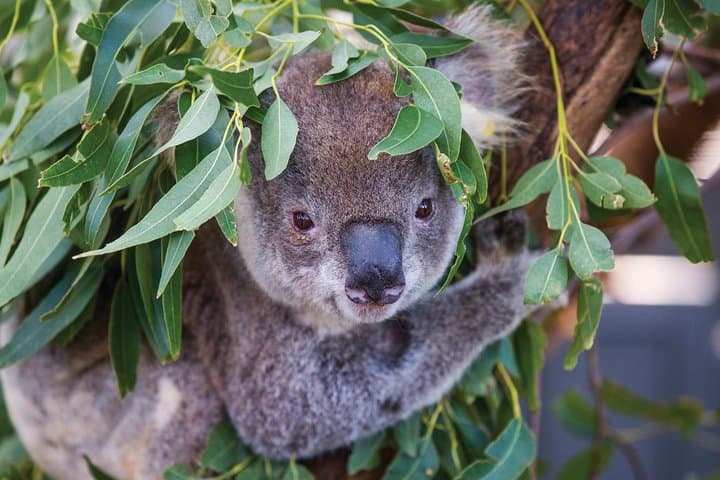 Private Guided Tour: Blue Mountains Tour from Sydney