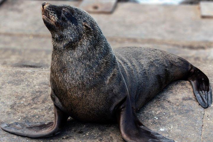 ケープタウン：ペニンシュラ、喜望峰＆ボルダーズビーチペンギンズ