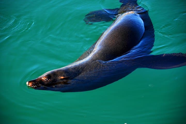 Cape of Good Hope & Penguin small group tour from Cape Town