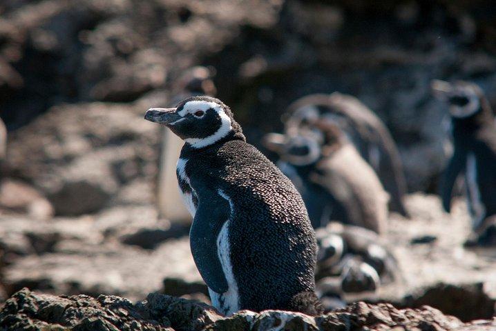 プエルトモント:プニヒルのペンギンを訪れる終日のチロエ島