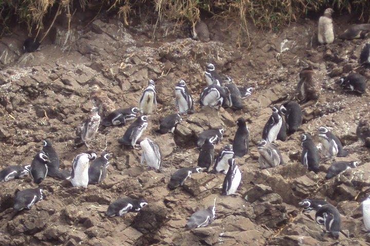 プエルトモント:プニヒルのペンギンを訪れる終日のチロエ島