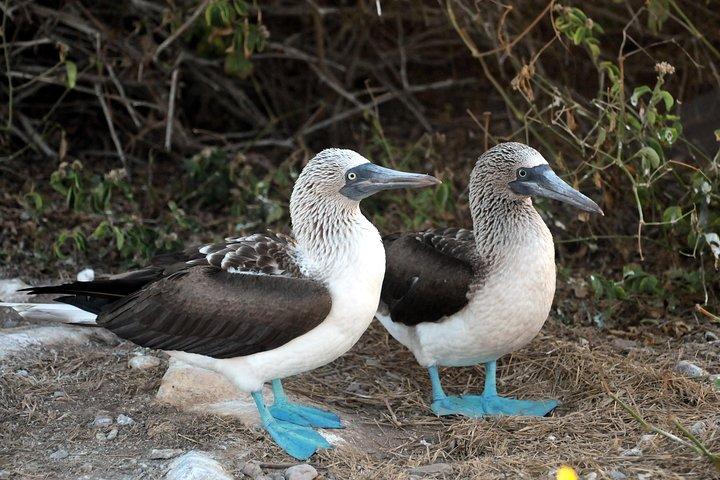 Marietas Islands Snorkeling & Hidden Beach Experience