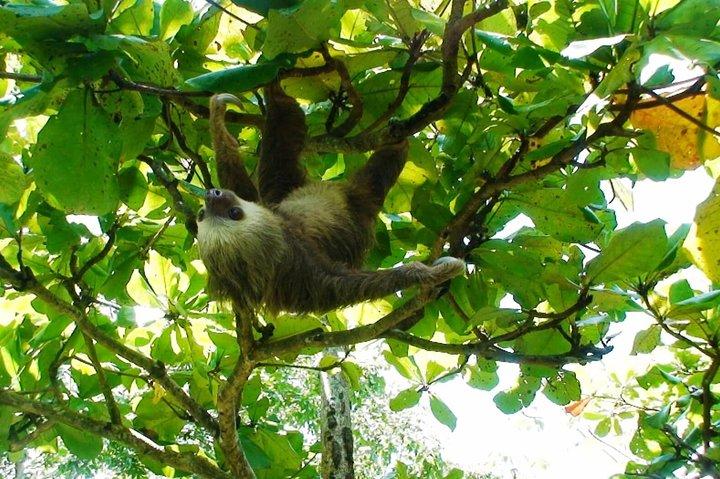 マヌエルアントニオ国立公園サンノゼからの観光と野生動物の日帰りツアー
