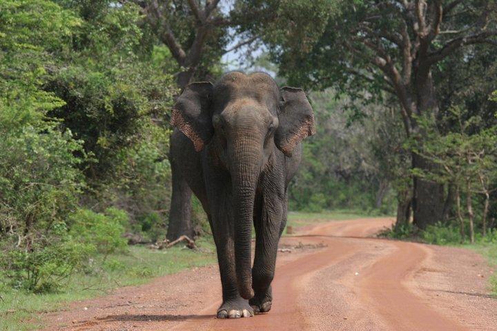 Safari Noturno - Parque Nacional de Yala com safári Janaka - das 14h às 18h30