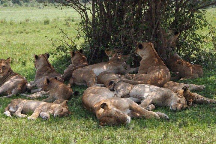 4 dagars Masai Mara Budget Camping Safari Tours