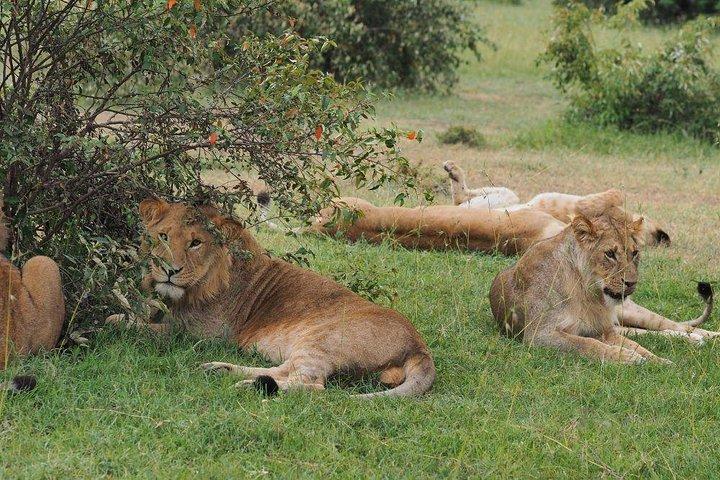3-daagse Masai Mara Wildlife luxe jeepsafari