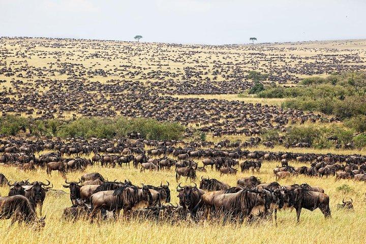 6 Tage Masai Mara Gnu-Migrationssafari-Urlaub