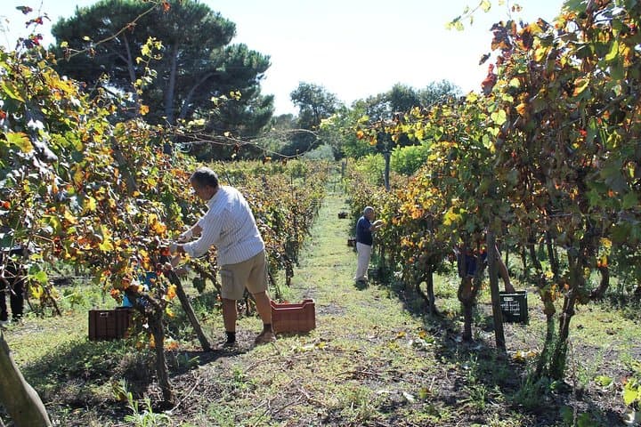 Private Tour: Pompeii & Wine Tasting at the Slopes of Mt Vesuvius