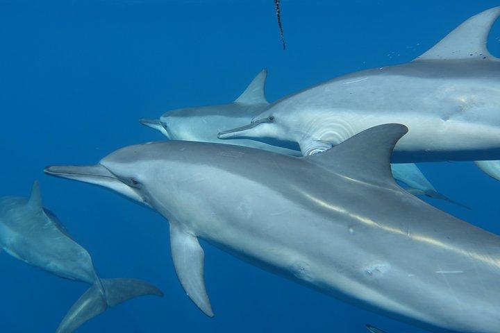 Sea Scooter Snorkeling : Tiburones, rayas, tortugas & coral