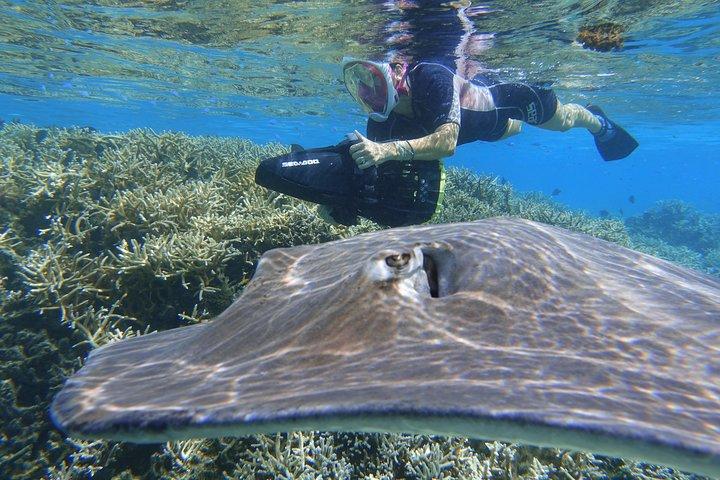 シースクーターシュノーケリング：サメ、エイ、カメ、サンゴ
