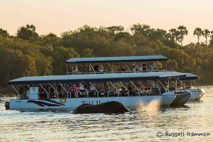 Sundowner Cruise på Zambezi River (Zimbabwe)