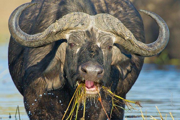 ザンベジ川のサンダウナークルーズ（ジンバブエ）