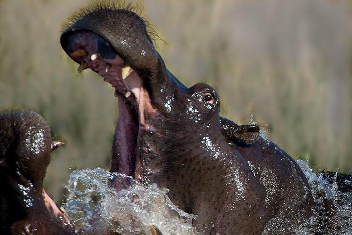 ザンベジ川のサンダウナークルーズ（ジンバブエ）