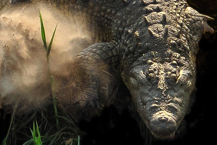ザンベジ川のサンダウナークルーズ（ジンバブエ）