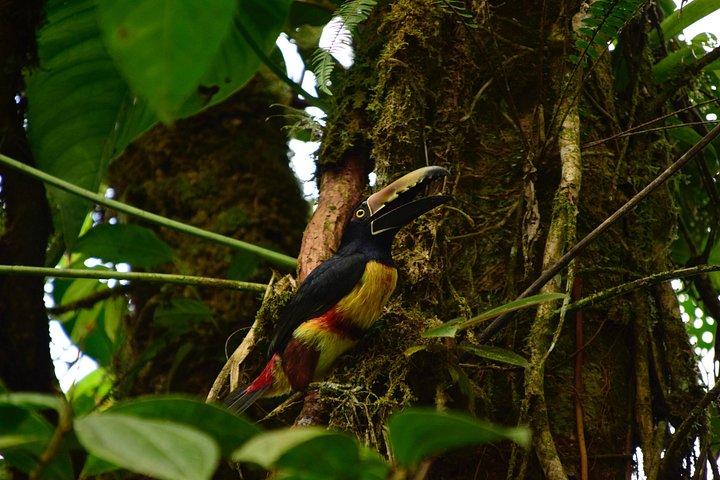 Braulio Carrillo Bird Watching Full Day Pass