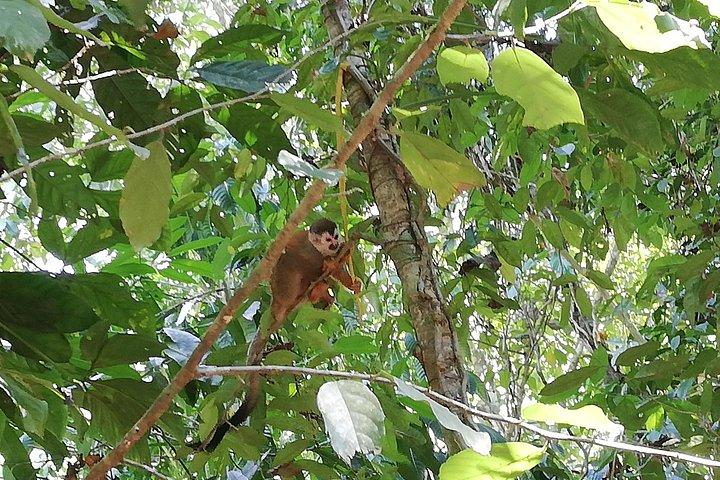 サンノゼからのマヌエル アントニオ国立公園ツアー。