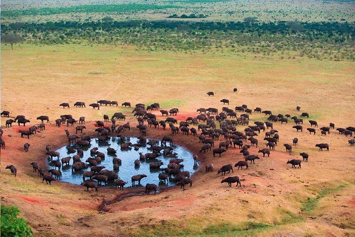 2 dias Tanzânia Safari - Lake Manyara e Tarangire National Park