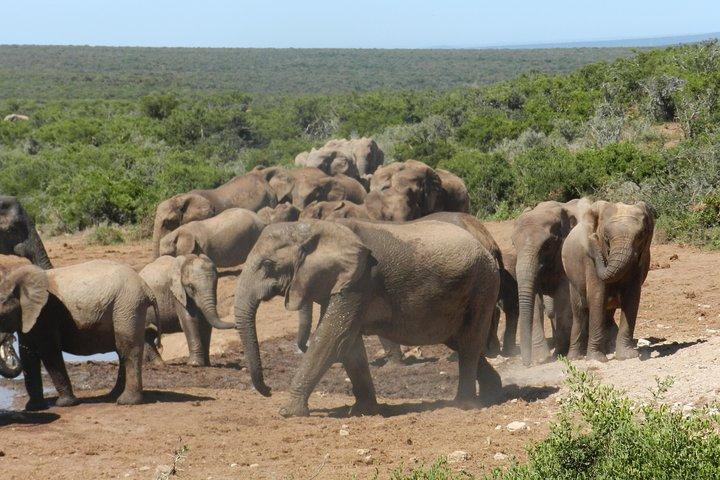 Addo Elephant 5 timers morgensafari.