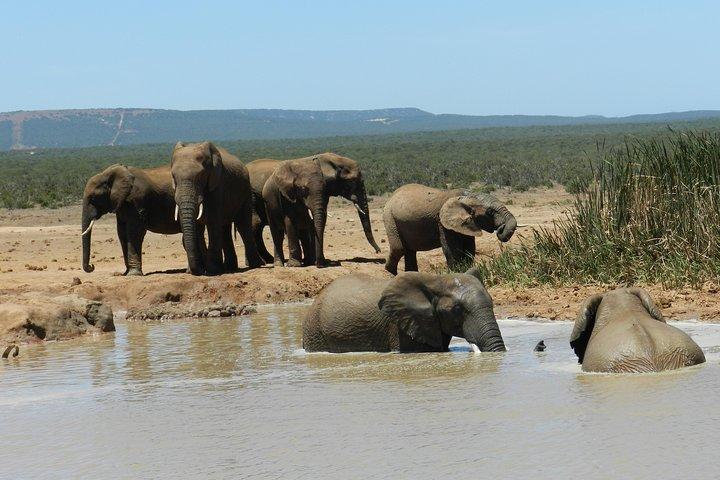 Addo Elephant 5 timers morgensafari.