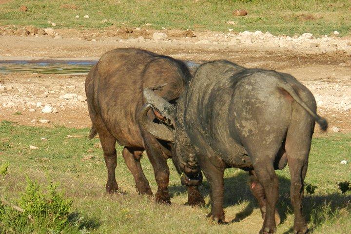 Addo Elephant 5 timers morgensafari.
