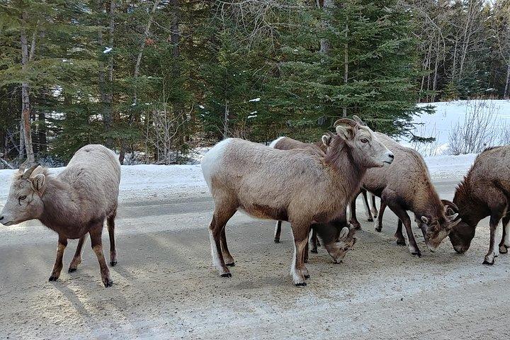 Visite privée de 6 jours des explorateurs des Rocheuses canadiennes