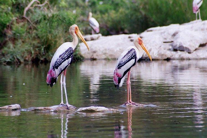 Tour guidato del Parco Nazionale Keoladeo Bird a Bharatpur da Jaipur