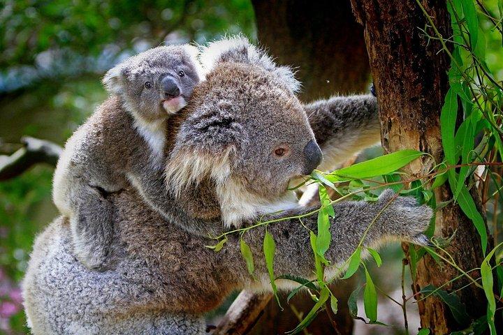 Private Great Ocean Road Express Tour (9 Hour Tour)