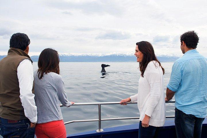 クライストチャーチ発カイコウラウェールウォッチング日帰り旅行