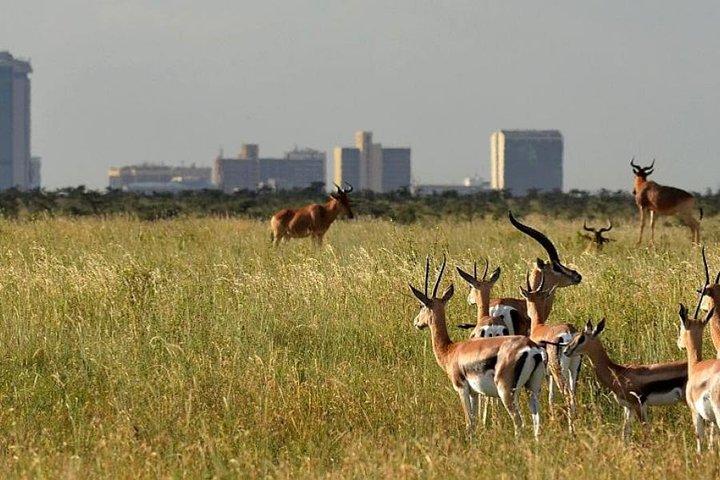 Halvsafari på eftermiddagen till Nairobi National Park